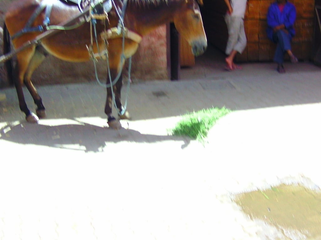 Muli in der Sonne