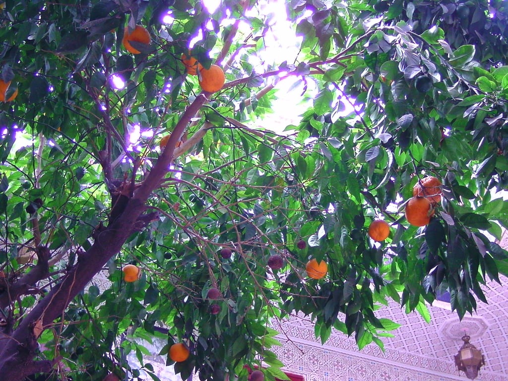 Orangenbaum im Riad
