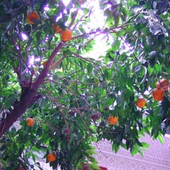 Orangenbaum im Riad