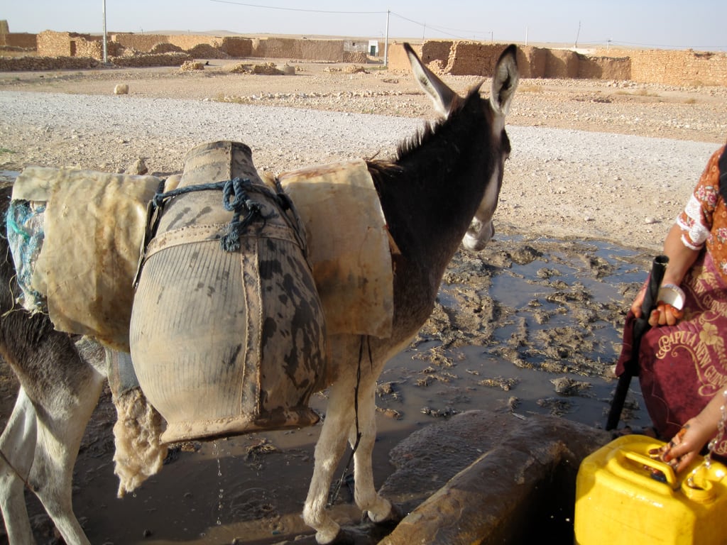 Esel trägt Wasser