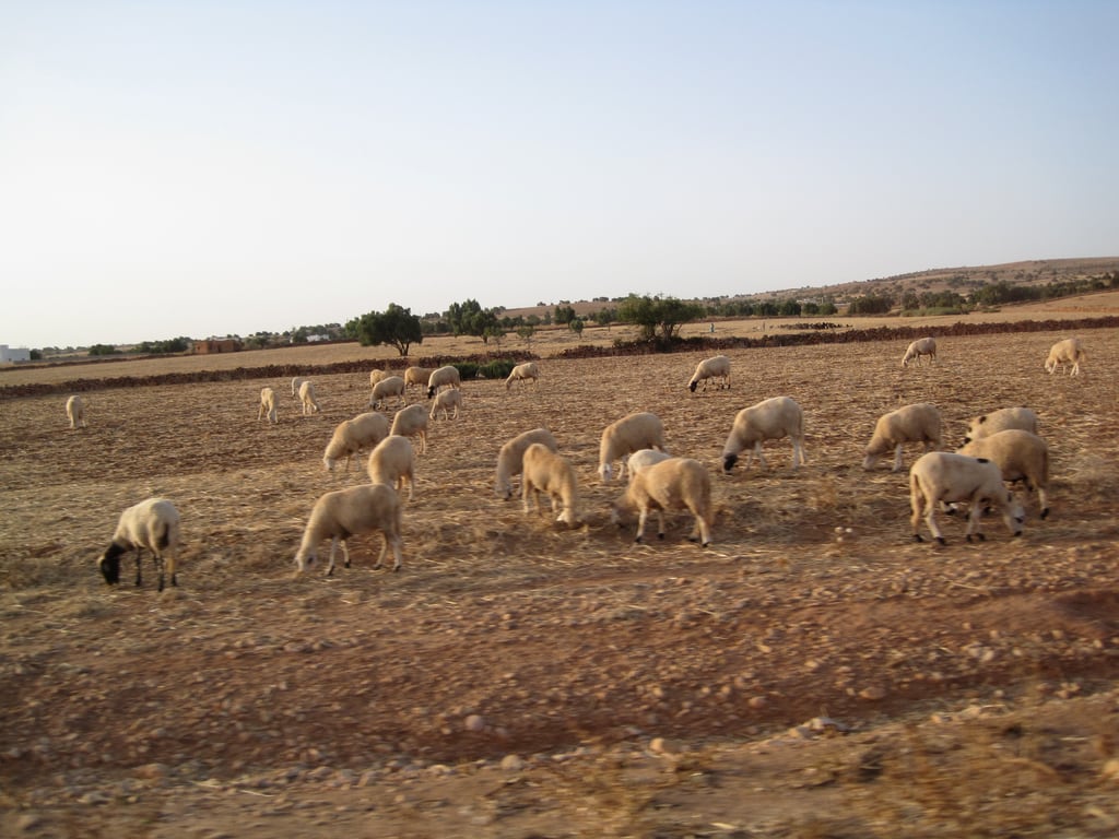 Kein Gras? Kein Problem für die Schaafe