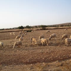 Kein Gras? Kein Problem für die Schaafe