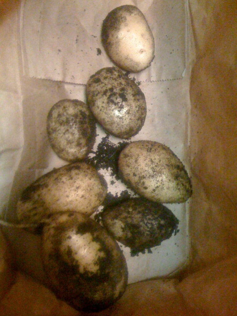 Erste Kartoffeln