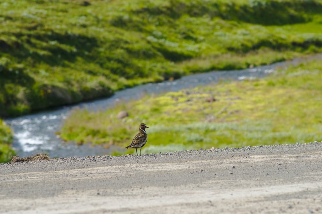 Iceland-2018_0022