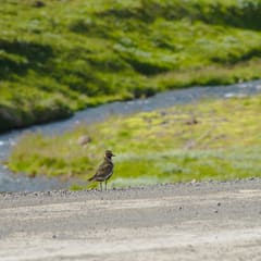 Iceland-2018_0022