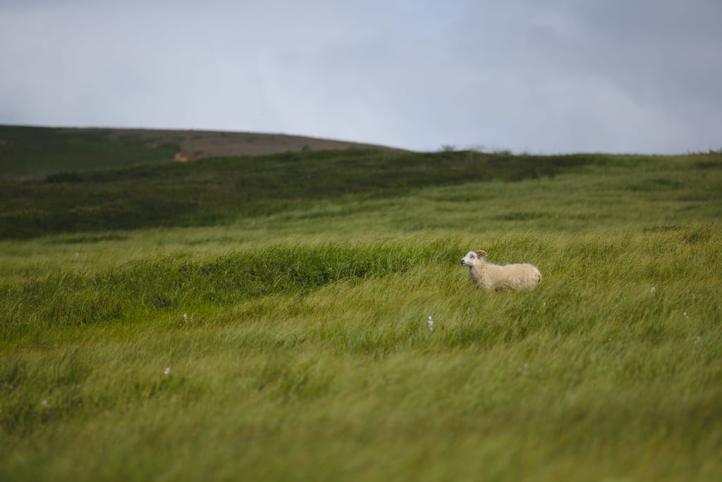 Icelandic sheep
