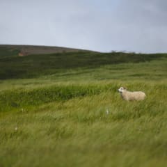 Icelandic sheep