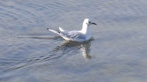 Möwe