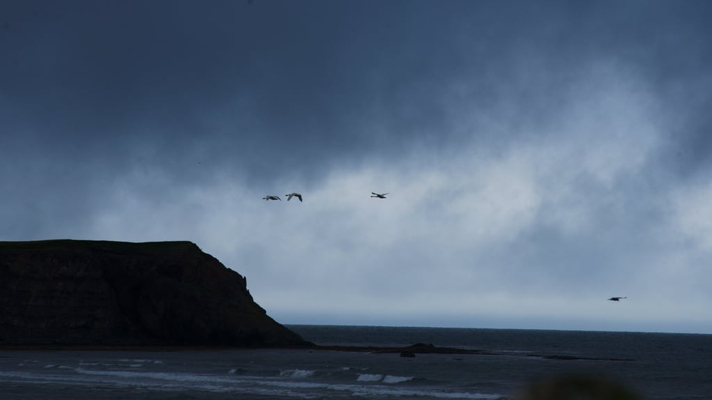 Birds in Husavik