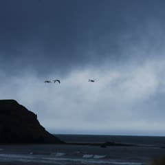 Birds in Husavik