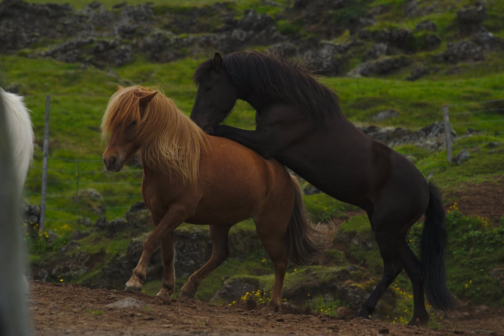 Iceland-2018_0020
