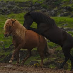 Iceland-2018_0020
