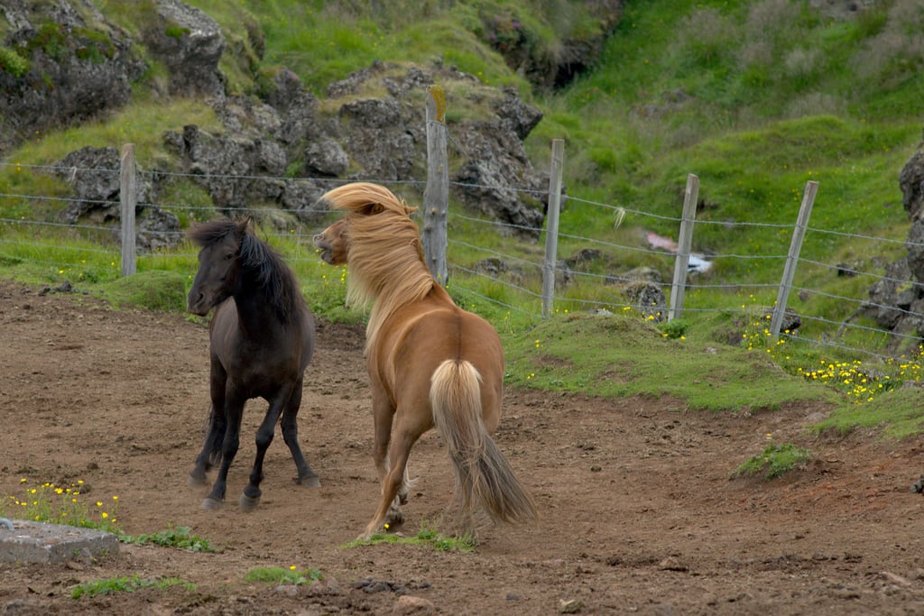 Iceland-2018_0019