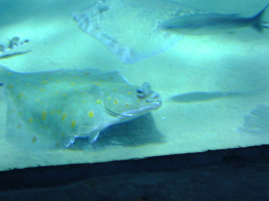 London Aquarium 1