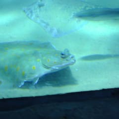 London Aquarium 1