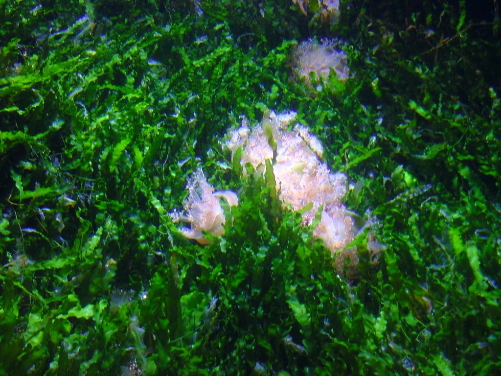 London Aquarium 3