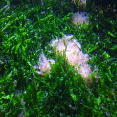 London Aquarium 3