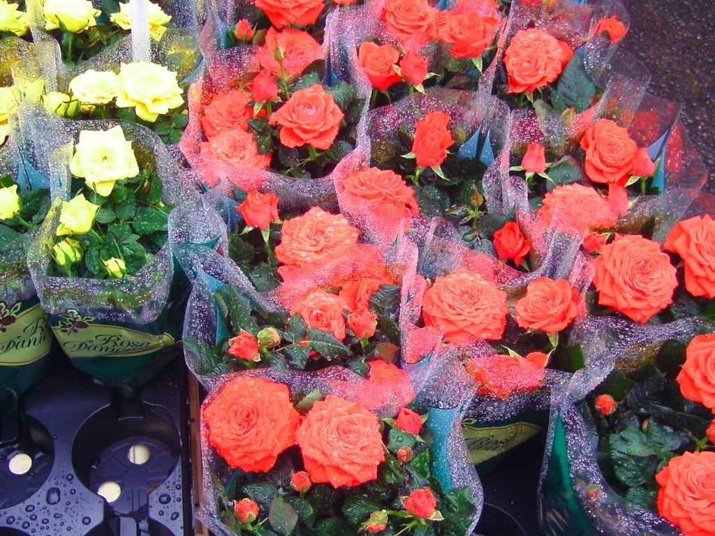 Flower Market 5