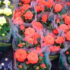 Flower Market 5