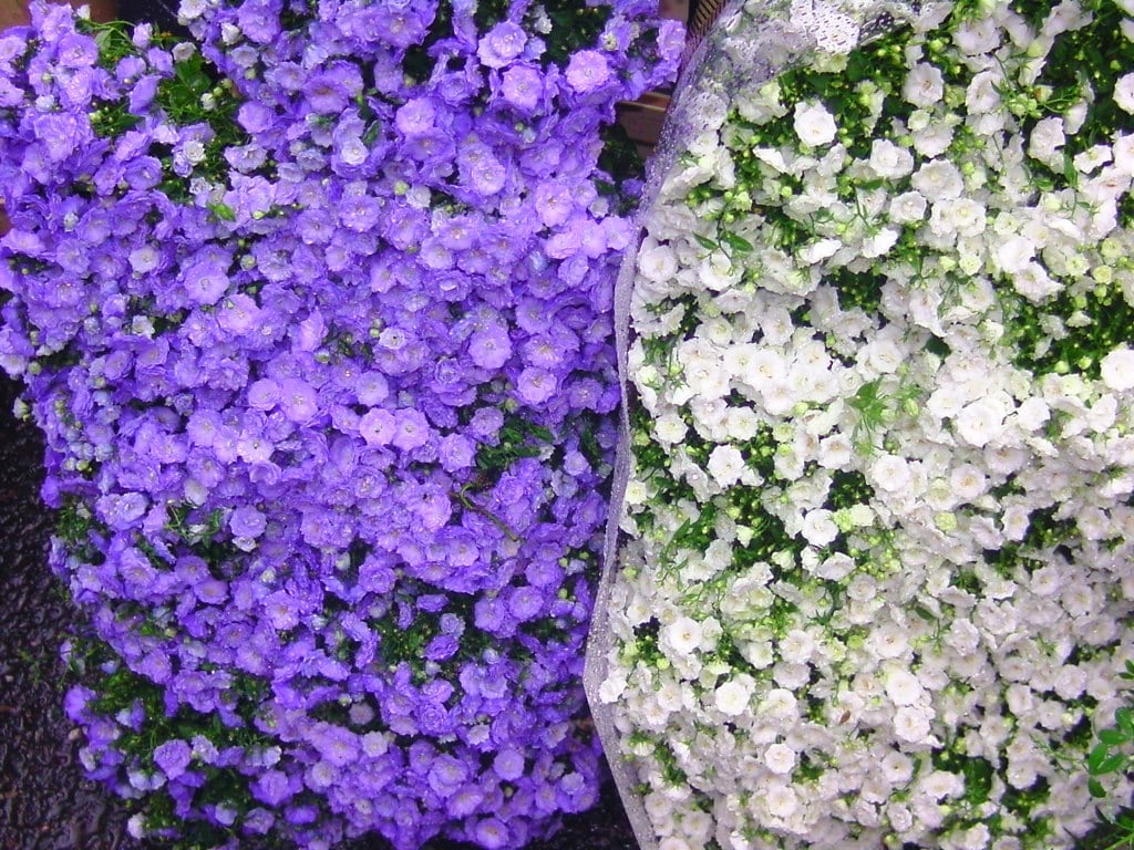 Flower Market 6