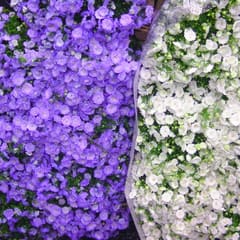Flower Market 6
