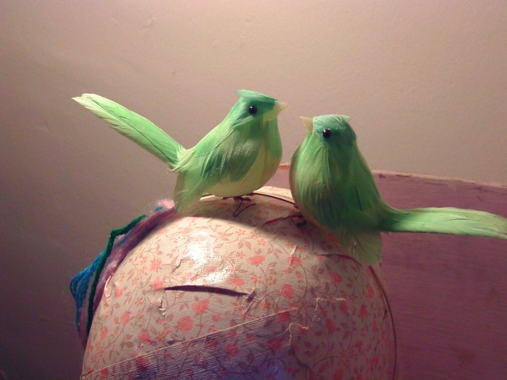 Birds