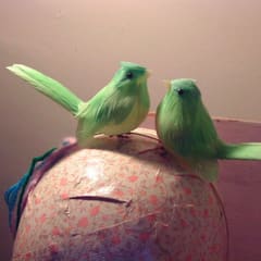 Birds