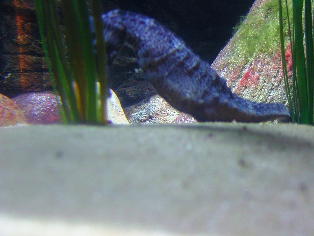 Seepferdchen