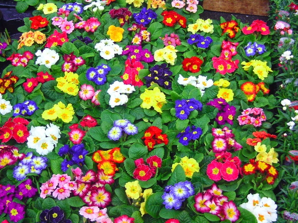 Flower Market 1