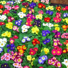 Flower Market 1