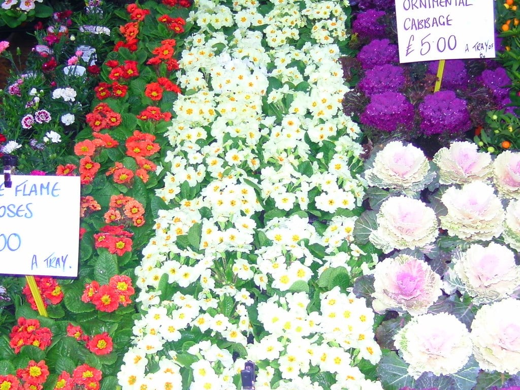 Flower Market 2