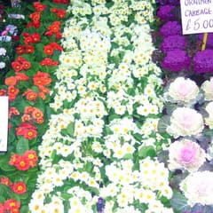 Flower Market 2
