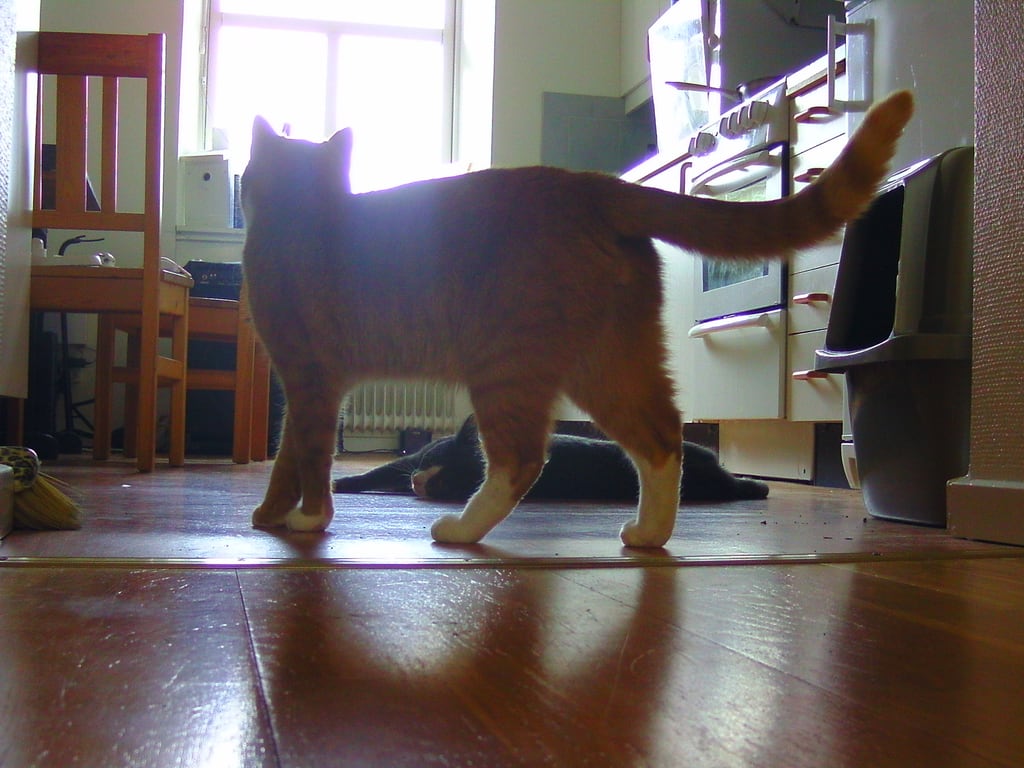 Katzenbesuch