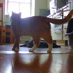 Katzenbesuch
