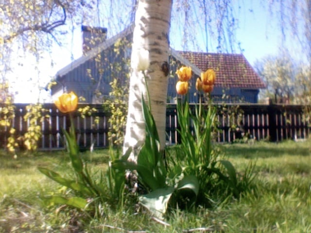 Tulpen im Garten