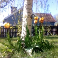 Tulpen im Garten