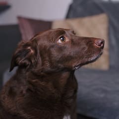 Millie