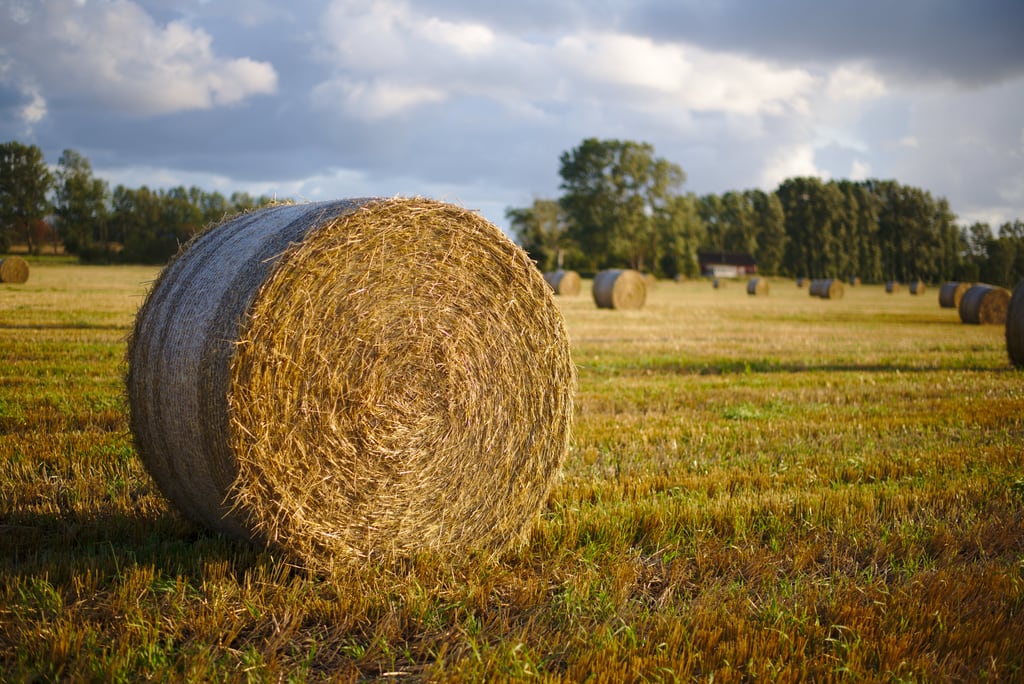 Hay Ball