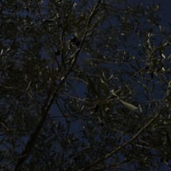 jerusalem-2019-11-12_0009