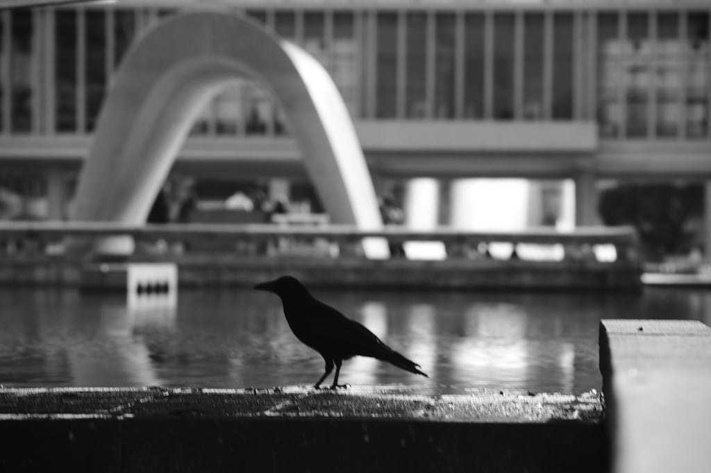 Bird in front of Bomb museum in Hiroshima Japan 2020