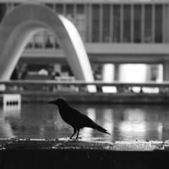Bird in front of Bomb museum in Hiroshima Japan 2020