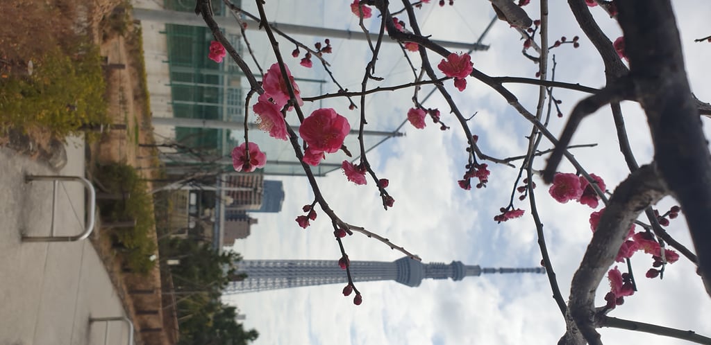 Tokyo Skytree behing flowers on a tree - Japan 2020
