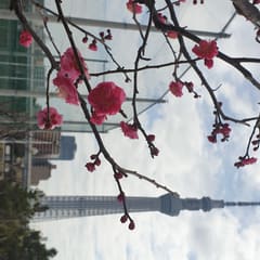 Tokyo Skytree behing flowers on a tree - Japan 2020