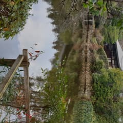 Kinkaku-ji - Kyoto - Japan 2020