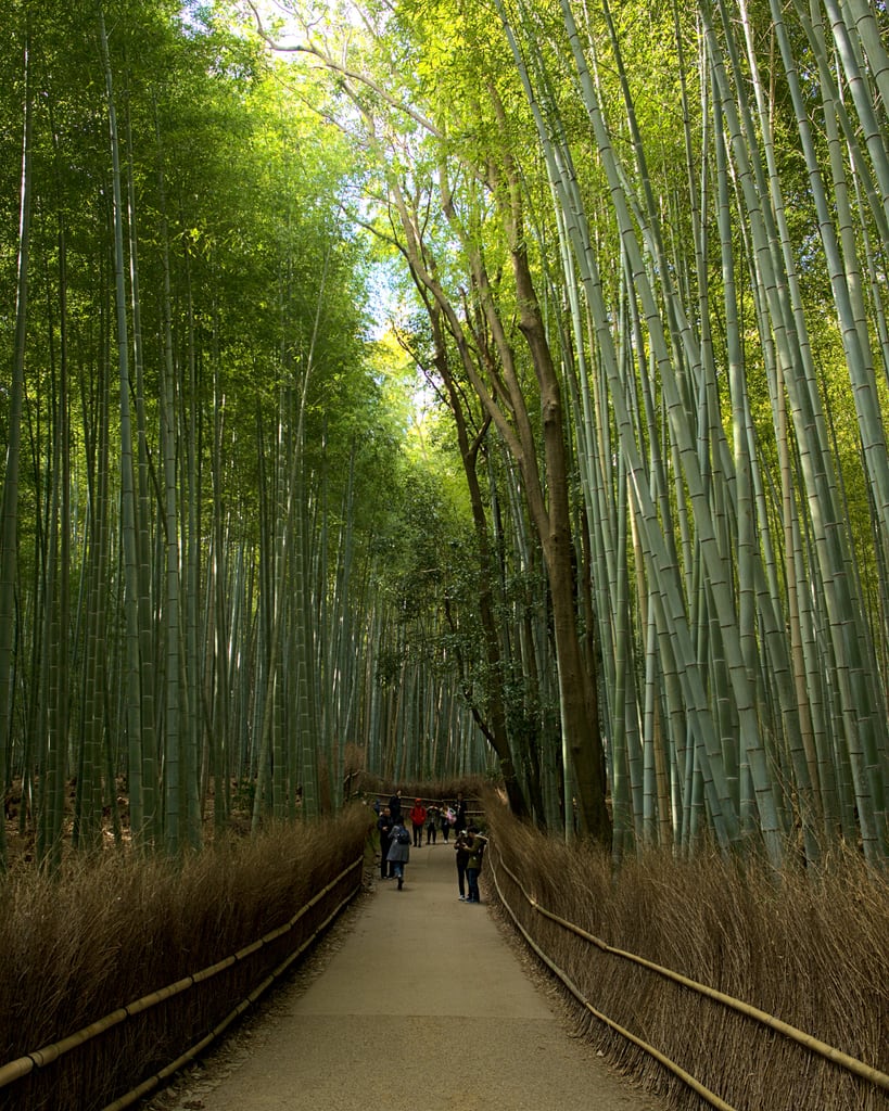 Bamboo Forest - Kyoto Japan 2020