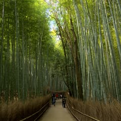 Bamboo Forest - Kyoto Japan 2020