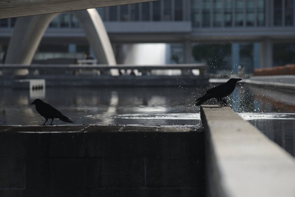 Birds in front of Bomb museum in Hiroshima Japan 2020
