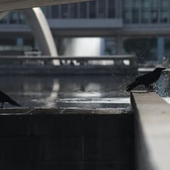 Birds in front of Bomb museum in Hiroshima Japan 2020