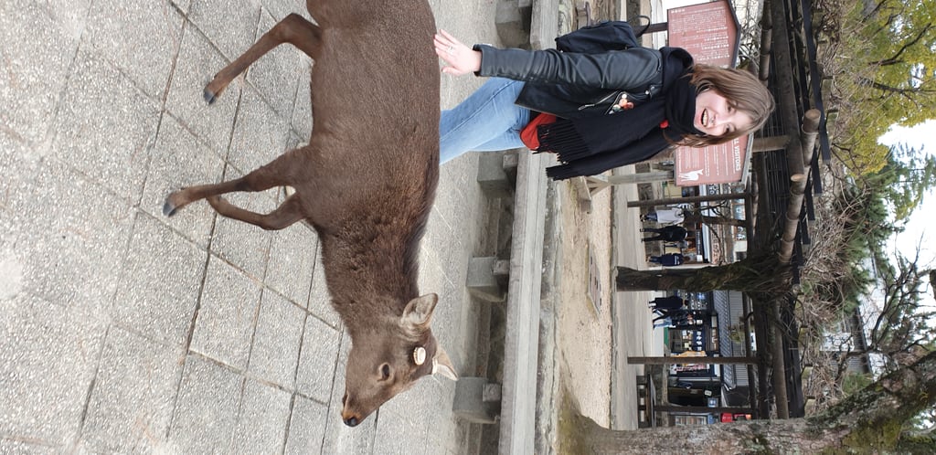 Miyajima deer - Japan 2020