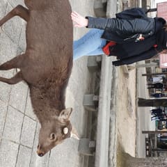 Miyajima deer - Japan 2020